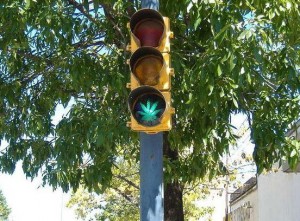 2014 MAY 07 TRAFFIC LIGHT WEED PICTURES